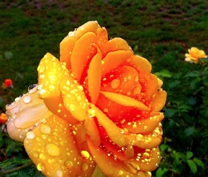 Pomarańczowa, Rosy, Krople, Pąk, Róża