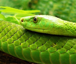 Wąż, Zielony