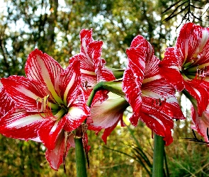 Hippeastrum, Zwartnica, Kwiaty