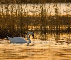 Łabędź, Jezioro