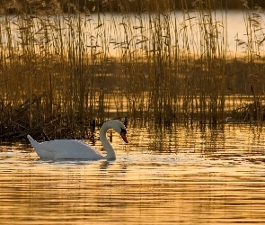 Jezioro, Łabędź