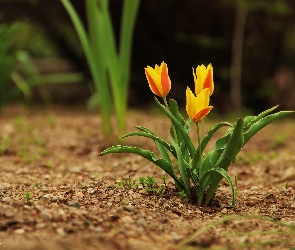 Pomarańczowe, Zółte, Trzy, Tulipany