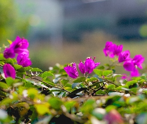 Makro, Listki, Kwiaty, Bugenwilla