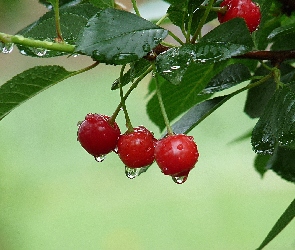 Deszczu, Krople, Wiśnie, Gałązka