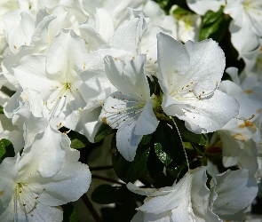 Azalia, Różanecznik, Biała