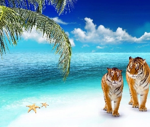 Tygrysy, Palma, Ocean, Plaża