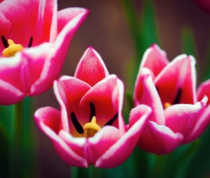 Tulipany, Pręciki, Czerwone