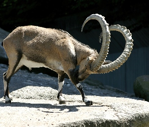 Zakręcone, Rogi, Kozioł