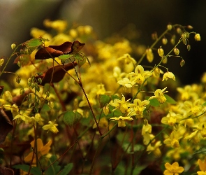 Żółte, Kwiaty, Małe
