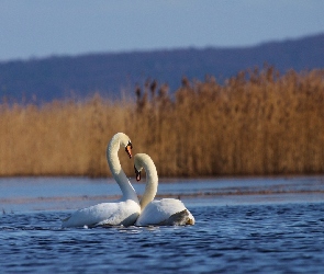 Trzcina, Jezioro, Zakochane, Łabędzie