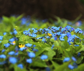 Ułudka Wiosenna, Kwiaty, Niebieskie