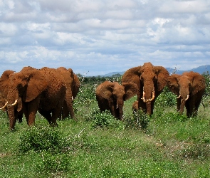 Słonie, Kenia