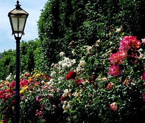 Park, Latarnia, Róż, Aleja