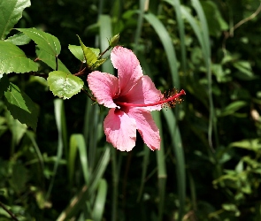 Hibiskusa, Kwiat, Rośliny, Różowy