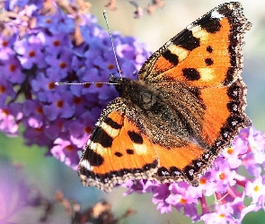 Rusałka pokrzywnik, Kwiaty, Motyl