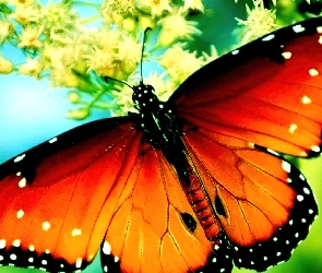 Motyl