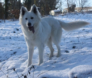 Owczarek amerykańsko-kanadyjski, śnieg