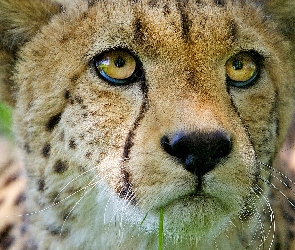 Gepard, Portret