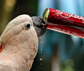 Cola, Puszka, Papuga, Kakadu