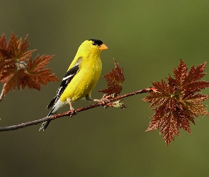 Ptaszek, Liście, Brązowe, Gałązka, Żółty