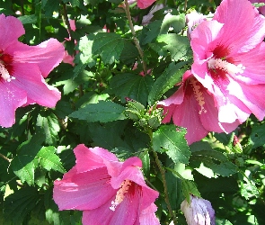 Różowy, Hibiskus