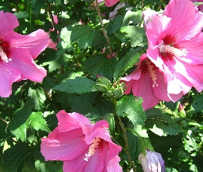 Hibiskus, Różowy