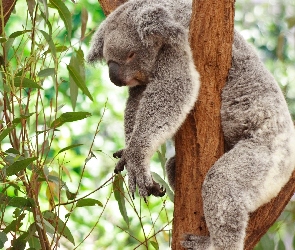 Koala, Sen, Drzewo