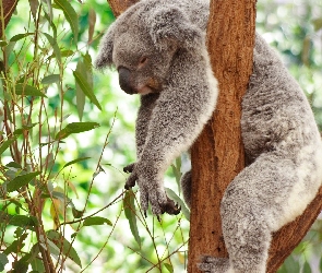 Drzewo, Sen, Koala