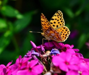 Kwiat, Motyl, Fioletowy