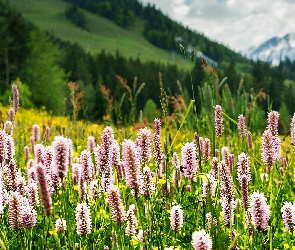 Góry, Kwiaty, Polne, Łąka
