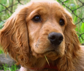 Spaniel, Cocker