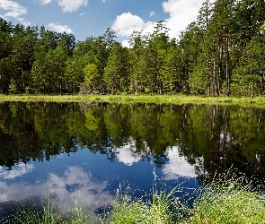 Odbicie, Las, Jezioro, Szuwary