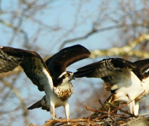 Rybołowy, Gniazdo, Dwa
