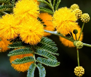 Kwiaty, Mimozy, Żółtej