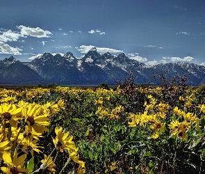 Łąka, Kwiaty, Stan Wyoming, Stany Zjednoczone, Park Narodowy Grand Teton, Góry