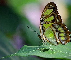 Motyl, Liść, Zielony