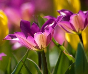Tulipany, Ogród