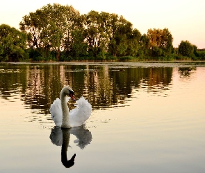 Łabędź, Drzewa, Jezioro