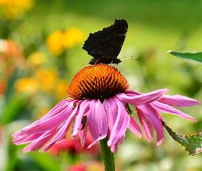 Motyl, Czarny, Różowy, Kwiat