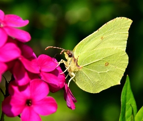 Latolistek cytrynek, Kwiat, Różowy, Motyl