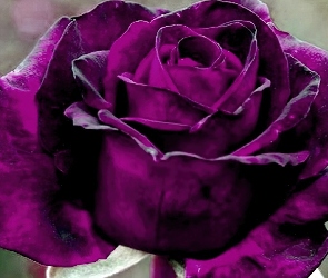 Róża, Purpurowa