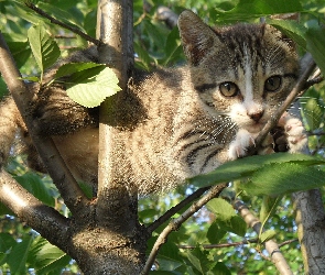 Mały, Kotek