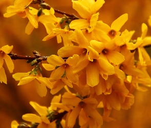 Żółte, Kwiaty, Forsycja