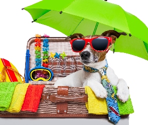 Parasol, Jack russell terrier, Wakacje, Waliza, Okulary