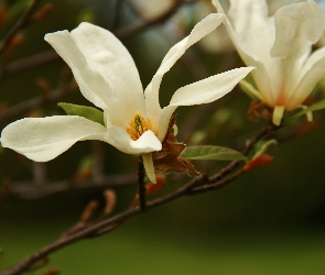 Magnolia, Kwiat, Biały, Japońska