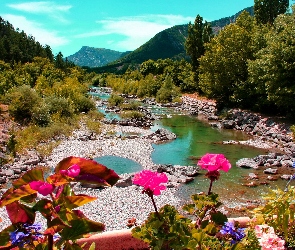 Rzeka, Kwiatki, Las, Góry