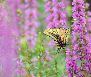 Piękny, Łąka, Fioletowe, Kwiaty, Motyl