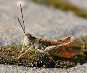 Polny, Podłoże, Konik