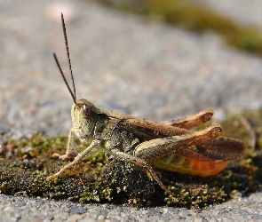 Konik, Podłoże, Polny