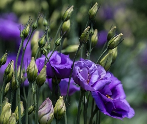 Eustoma, Pączki, Kwiaty